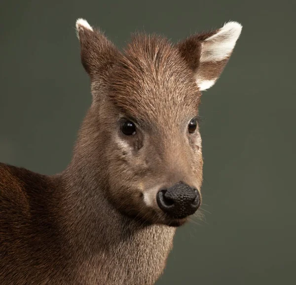 Selective Focus Shot Deer — Stock Photo, Image