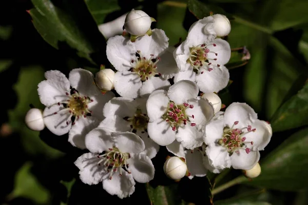 Primo Piano Bellissimi Fiori Bianchi Giardino Catturato Vicino Alla Città — Foto Stock