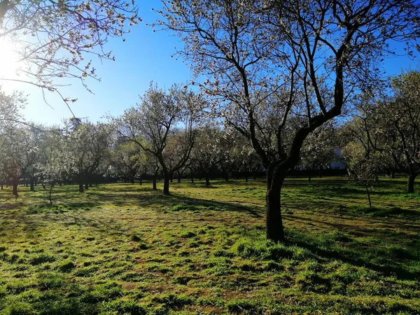 西班牙马德里Quinta Los Molinos公园 — 图库照片