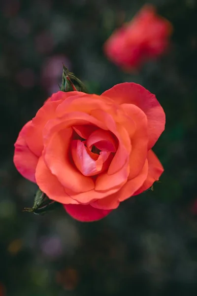 Zbliżenie Ujęcie Niesamowitego Czerwonego Kwiatu Róży — Zdjęcie stockowe