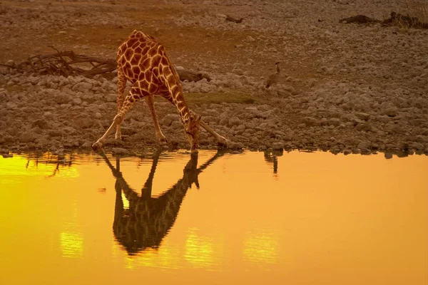 Piękne Ujęcie Żyrafy Pijącej Wodę Refleksyjnego Stawu — Zdjęcie stockowe