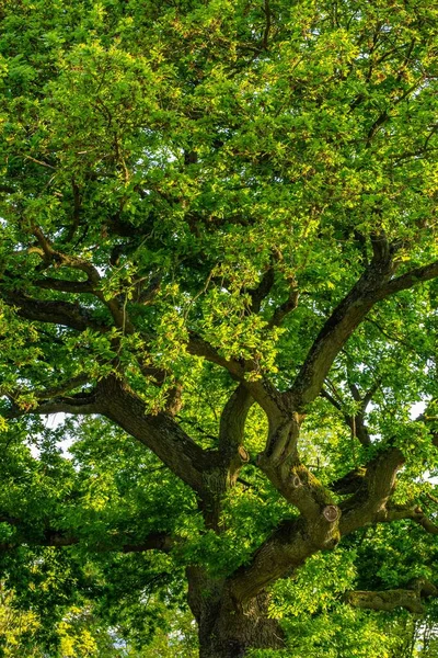 Eine Schöne Aufnahme Der Äste Eines Baumes Mit Grünen Blättern — Stockfoto