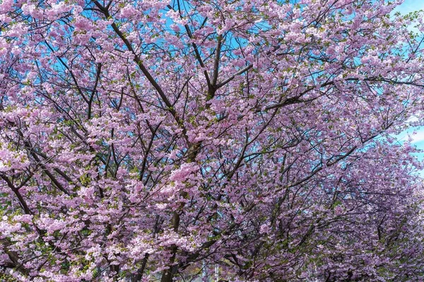 Tiro Ângulo Baixo Belas Árvores Flor Cerejeira Durante Dia — Fotografia de Stock