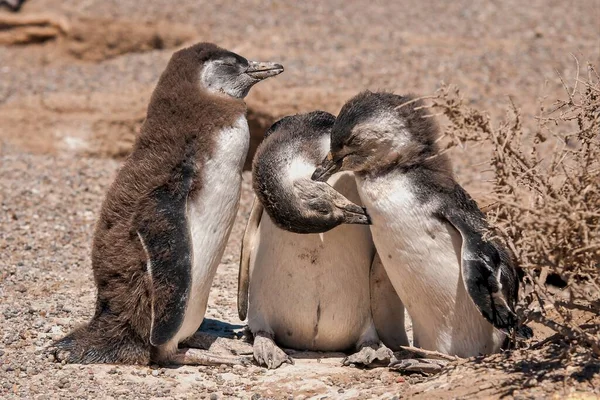 Uma Bela Foto Grupo Pinguins Africanos Conceito Aquecimento Global — Fotografia de Stock