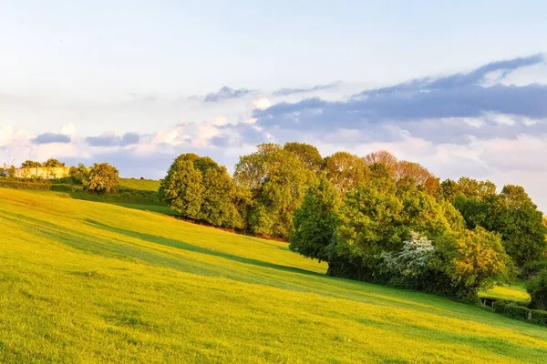 Piękny Widok Drzew Zielonymi Liśćmi Polach Trawy Pod Błękitnym Niebem — Zdjęcie stockowe