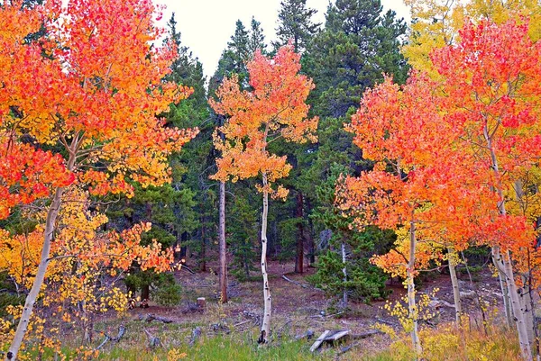 Uma Bela Paisagem Uma Floresta Com Monte Árvores Outono Cores — Fotografia de Stock