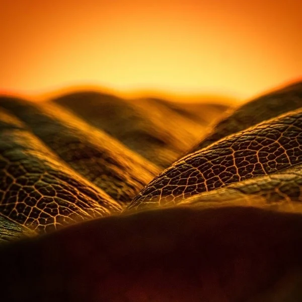Zbliżenie Ujęcie Fałszywego Zachodu Słońca Liściu Róży Pomarańczowym Tle — Zdjęcie stockowe