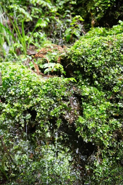 Eine Vertikale Aufnahme Einer Grünen Pflanze Die Auf Felsen Wächst — Stockfoto