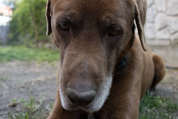 Gros Plan Chien Brun Mignon Couché Sur Sol Couvert Herbe — Photo