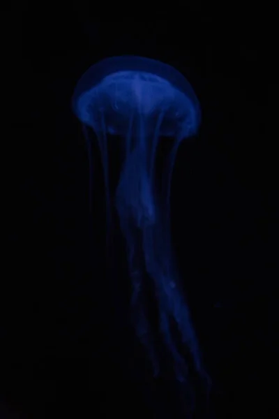 Una Imagen Vertical Una Medusa Azul Sobre Fondo Negro — Foto de Stock