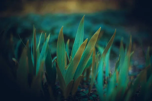 Loof Van Een Bloeiende Bloem Tuin — Stockfoto