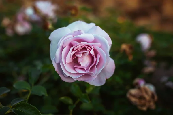 Uma Foto Close Uma Flor Rosa Branca Incrível — Fotografia de Stock