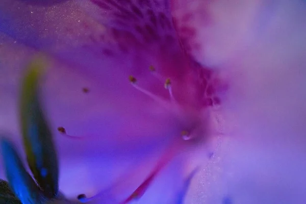 Una Macro Toma Estambre Una Flor Púrpura —  Fotos de Stock