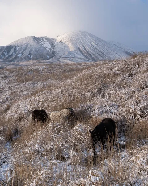 Вертикальный Снимок Лошадей Пасущихся Покрытых Травой Полях Рядом Горой — стоковое фото