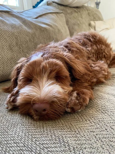 Colpo Verticale Simpatico Cucciolo Golden Labradoodle Che Dorme Sul Divano — Foto Stock