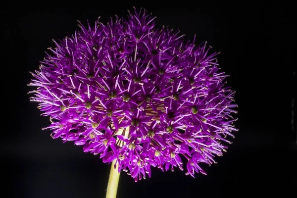 Primer Plano Cabeza Flor Alium Púrpura Sobre Fondo Negro —  Fotos de Stock