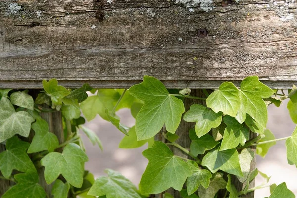 Primer Plano Hojas Verdes Que Crecen Sobre Una Cerca Madera —  Fotos de Stock