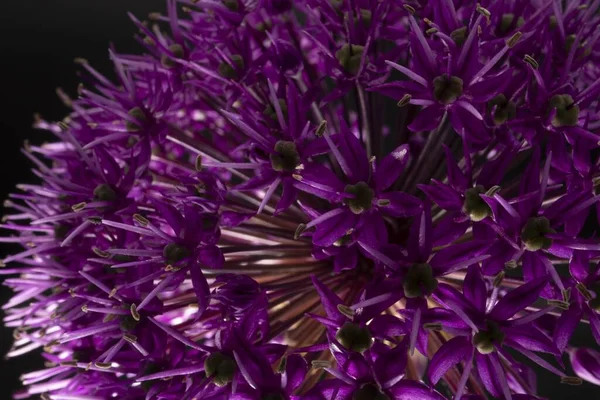 Gros Plan Tête Fleur Allium Violet Sur Fond Noir — Photo
