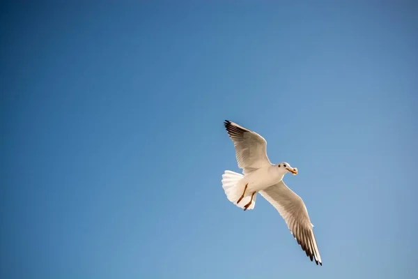 Low Angle Shot Dove Flying Sunlight Blue Sky Daytime — Stock Photo, Image