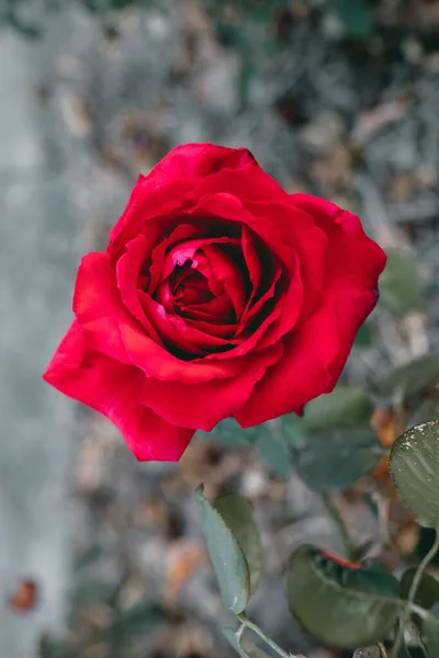 ปใกล ดของดอกก หลาบส แดงท — ภาพถ่ายสต็อก