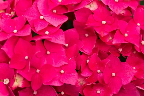 Uma Bela Imagem Poinsettias Rosa — Fotografia de Stock