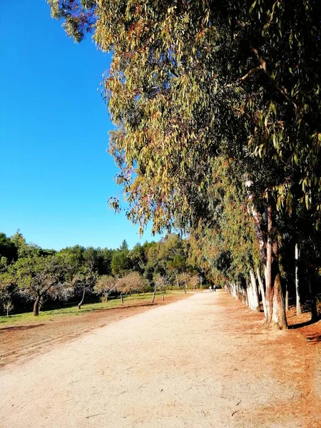 Prachtige Bomen Quinta Los Molinos Park Madrid Spanje — Stockfoto