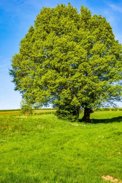 Beautiful Shot Tree Green Leaves Field Blue Sky — Stock Photo, Image