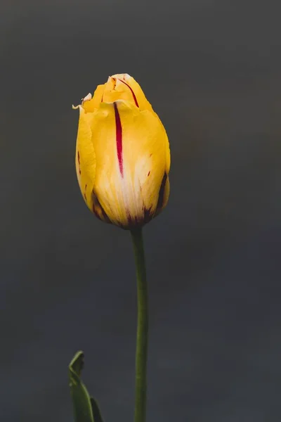 Primer Plano Hermoso Tulipán Amarillo Aislado Sobre Fondo Gris — Foto de Stock