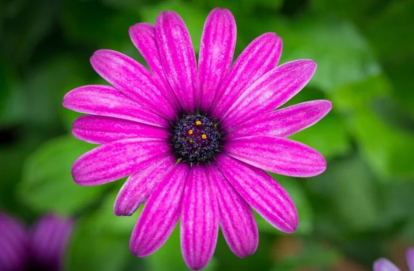 Una Hermosa Imagen Macro Una Margarita Del Cabo Púrpura Jardín —  Fotos de Stock