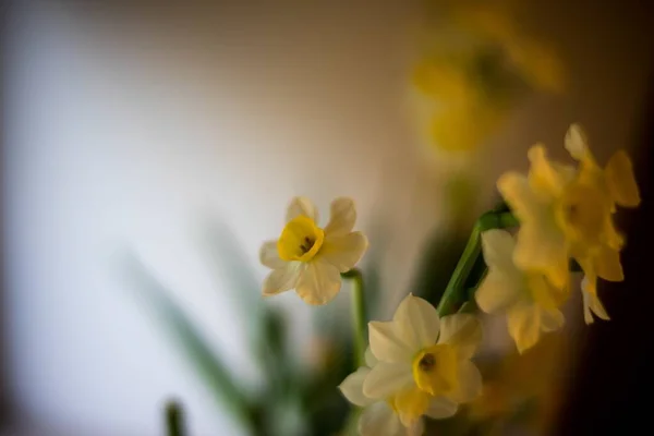 花园中黄色水仙的美丽的宏观画面 — 图库照片