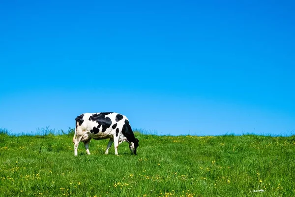 一头黑白奶牛白天在牧场上吃草 — 图库照片