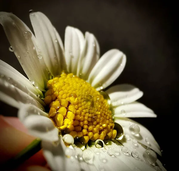 Closeup Shot Daisy Water Drops Black Background — Stock Photo, Image