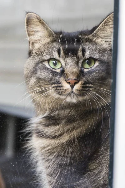 一只长着绿眼睛的胖胖的猫从窗户后面凝视着 — 图库照片