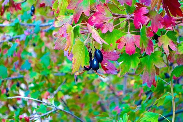 Closeup Shot Currants Red Green Leaves — Stock Photo, Image