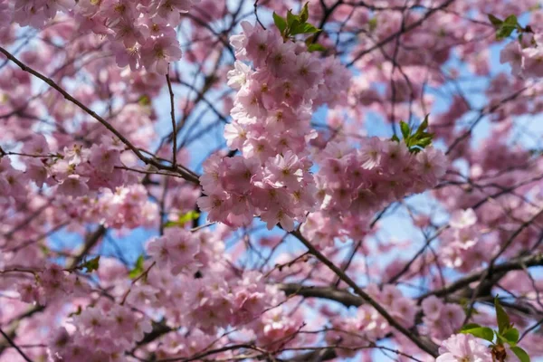 Tiro Close Belas Flores Cerejeira Uma Árvore Durante Dia — Fotografia de Stock