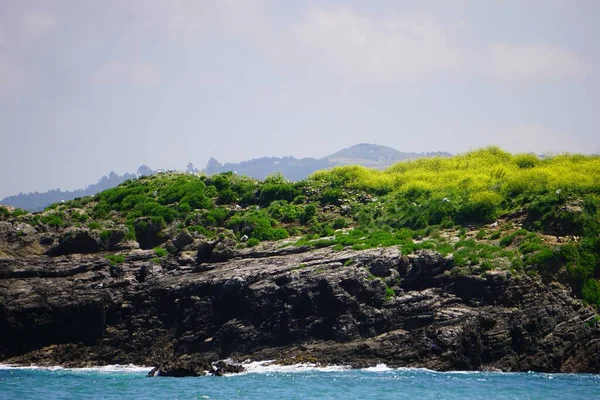 Måsar Häckande Klippa Nära Strand Spanien Sommardag Blått Vatten Blå — Stockfoto