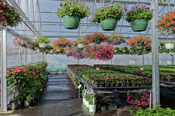 A shot of greenhouse flowers for sale in a large commercial greenhouse