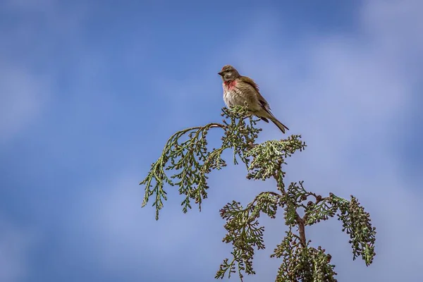 Tiro Ángulo Bajo Pájaro Pinzón Casa Sentado Una Rama Árbol — Foto de Stock