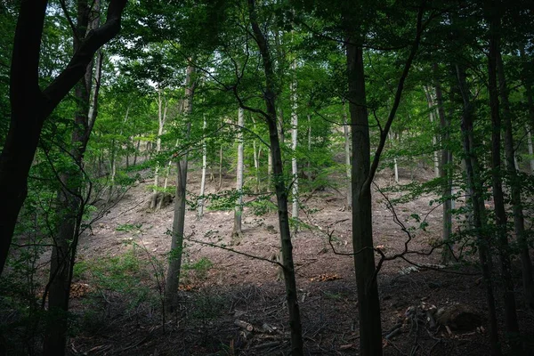 Zbliżenie Ujęcie Wysokich Zielonych Drzew Lesie Dzień — Zdjęcie stockowe