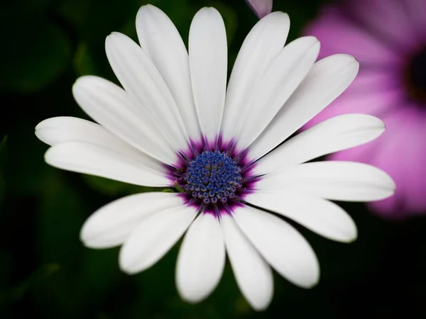 Μια Όμορφη Μακροεντολή Εικόνα Της Λευκής Μαργαρίτας Ακρωτήριο Έναν Κήπο — Φωτογραφία Αρχείου