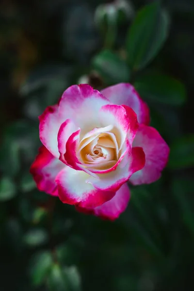 Крупним Планом Знімок Дивовижної Біло Рожевої Трояндової Квітки — стокове фото