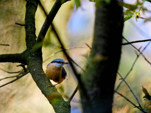 Uno Sparo Uccello Con Piume Blu Gialle Seduto Ramo Albero — Foto Stock