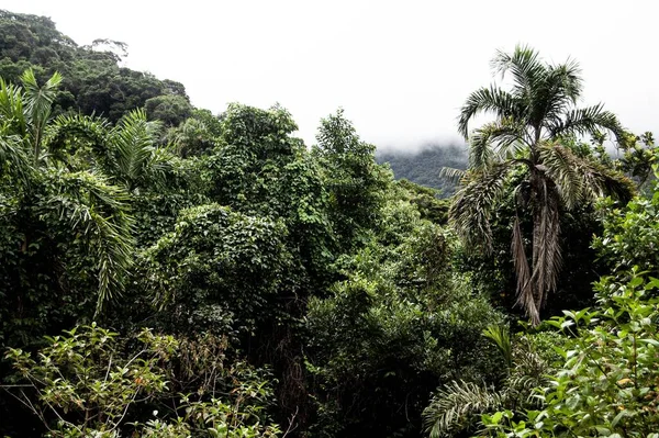 Une Belle Forêt Pluviale Avec Grands Arbres Ilha Grande Brésil — Photo