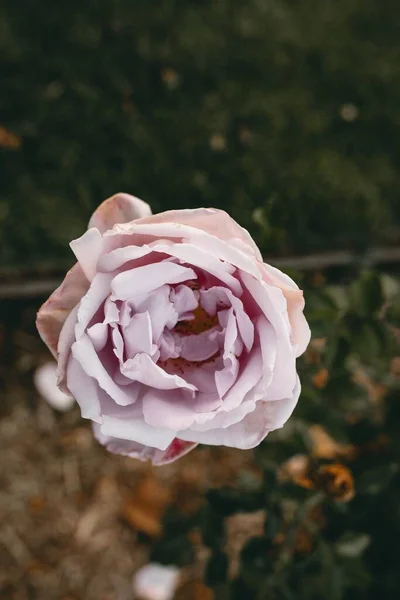 Ένα Κοντινό Πλάνο Από Ένα Καταπληκτικό Βρώμικο Ροζ Τριαντάφυλλο Λουλούδι — Φωτογραφία Αρχείου
