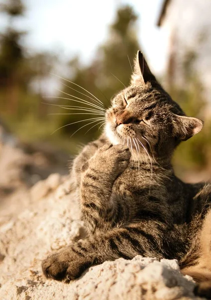 Вертикальный Снимок Кота Закрытыми Глазами — стоковое фото