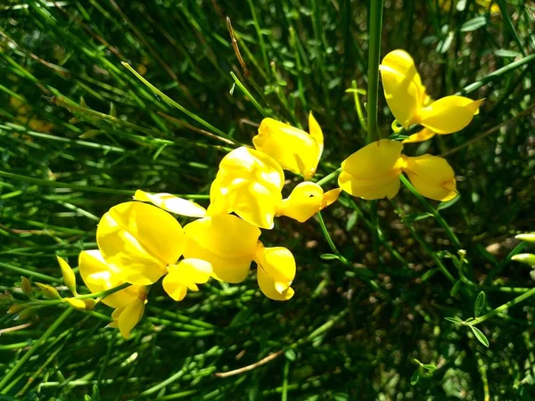 Closeup Shot Wild Tulip Sylvestris Flowers Sunlight — Stock Photo, Image