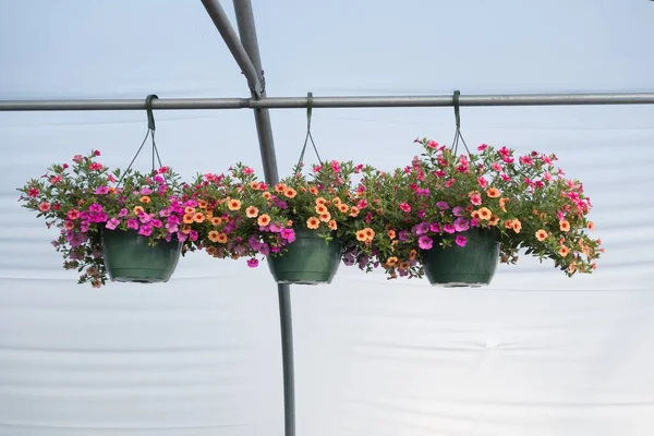 Shot Colorful Greenhouse Flowers Plastic Vase Hanging Pole — Stock Photo, Image