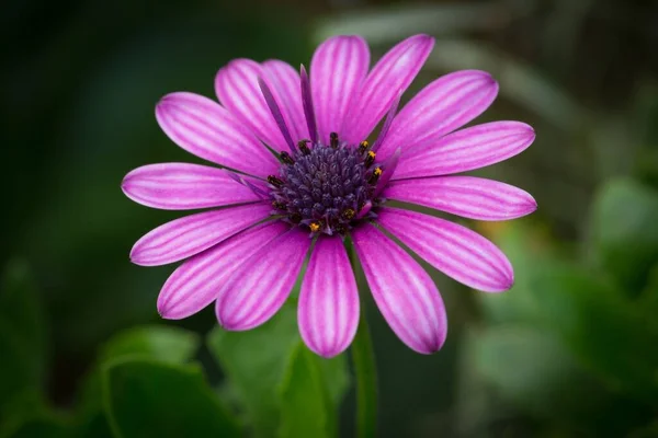 Una Hermosa Imagen Macro Una Margarita Del Cabo Púrpura Jardín — Foto de Stock