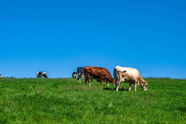 昼間に牧草地で放牧される牛の群れ — ストック写真