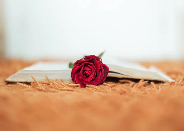 Red rose inside an open book with the flower head outside